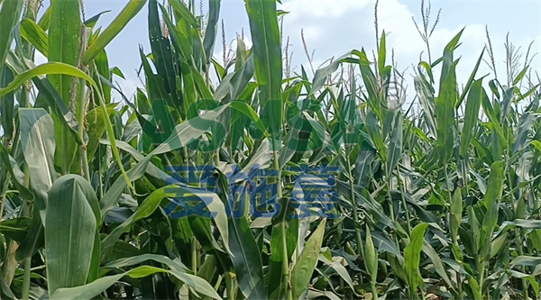 玉米施肥-愛施蔓蔓葉水溶肥