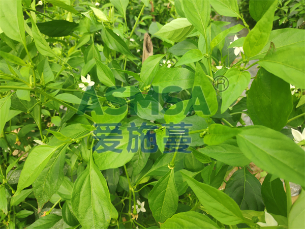 辣椒施肥-愛施蔓蔓葉水溶肥