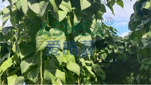 葉面肥在豆角上怎么使用？
