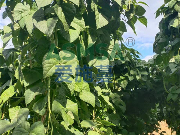 豆角施肥-愛(ài)施蔓蔓葉水溶肥