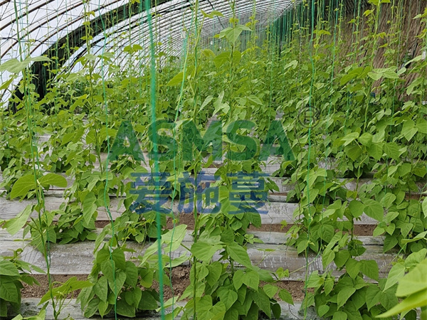 豆角施肥-愛(ài)施蔓蔓葉水溶肥