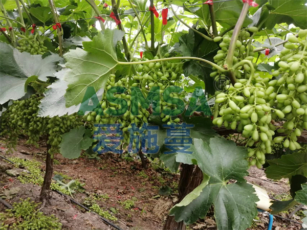 磷酸二氫鉀不是想用就能用，這些禁忌要注意
