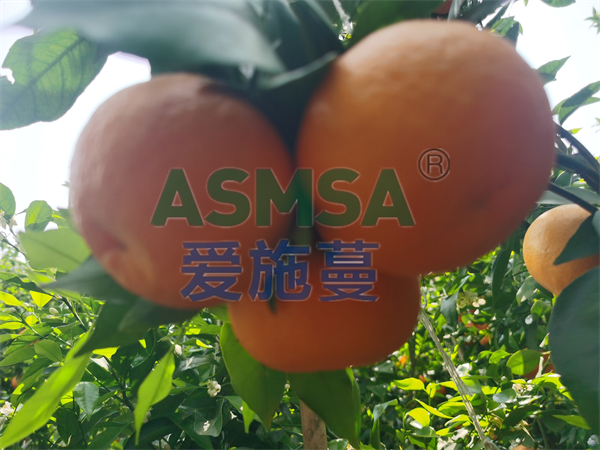 愛媛果凍橙施肥-愛施蔓蔓葉水溶肥