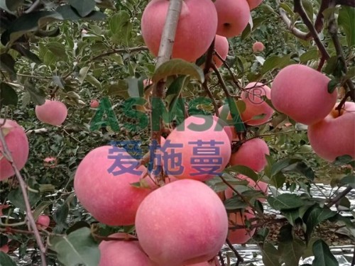 水溶肥如何解決問題？靠什么？