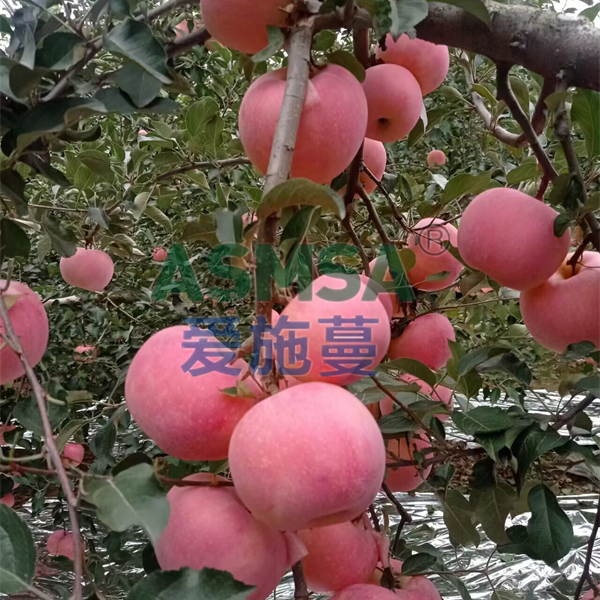 桃子施肥-愛施蔓蔓葉水溶肥