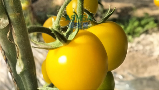 西紅柿種植用什么微生物菌劑好