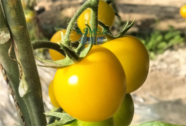 西紅柿種植-愛施蔓蔓葉微生物菌劑
