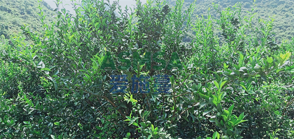 柑橘施肥-愛施蔓蔓葉水溶肥