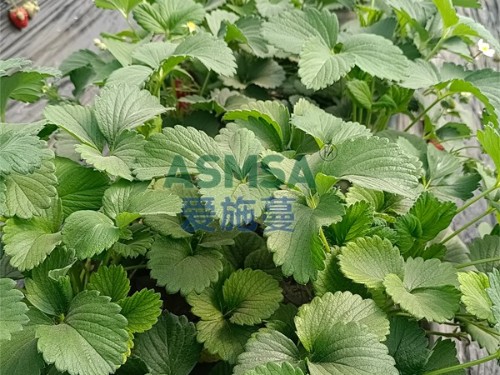 草莓種植技術(shù)與管理，張大哥分享