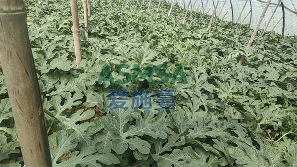 西瓜施肥-愛施蔓蔓葉水溶肥