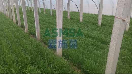 哪種水溶肥效果好？