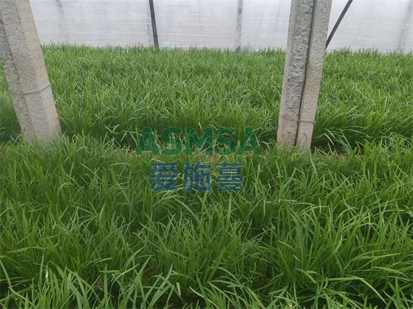韭菜施肥-愛(ài)施蔓蔓葉水溶肥