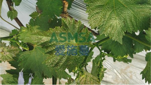 葡萄萌芽不整齊如何解決？
