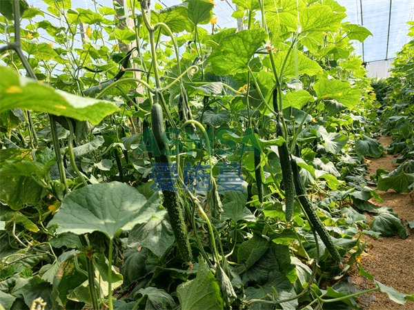 黃瓜施肥-愛施蔓蔓葉水溶肥