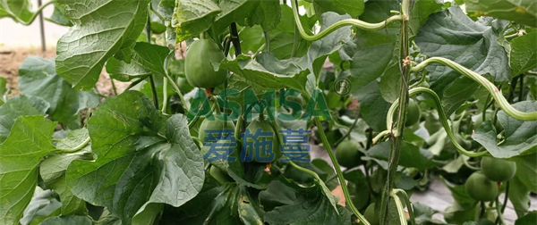 甜瓜施肥-愛(ài)施蔓蔓葉水溶肥