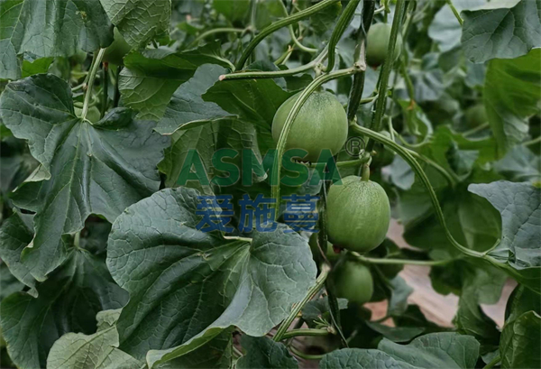 甜瓜施肥-愛(ài)施蔓蔓葉水溶肥