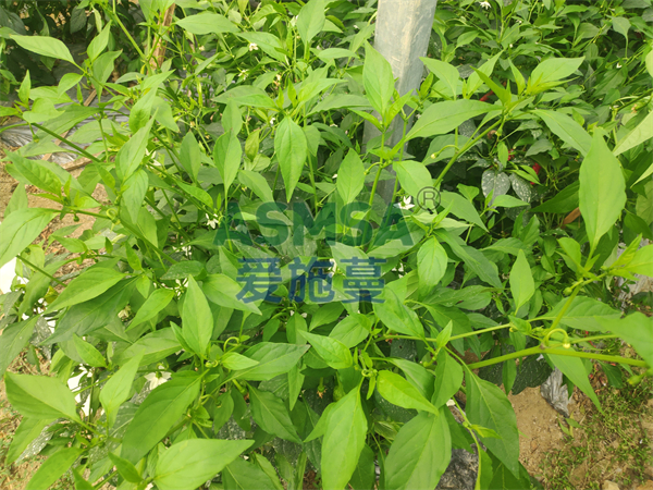 辣椒施肥用什么水溶肥好？