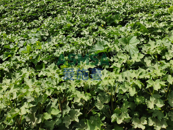 棉花施肥-愛施蔓蔓葉水溶肥