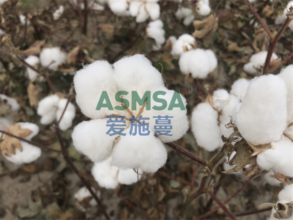 棉花施肥-愛施蔓蔓葉水溶肥
