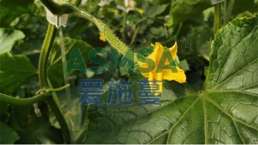 微生物菌劑這樣選擇，提質(zhì)更高產(chǎn)！
