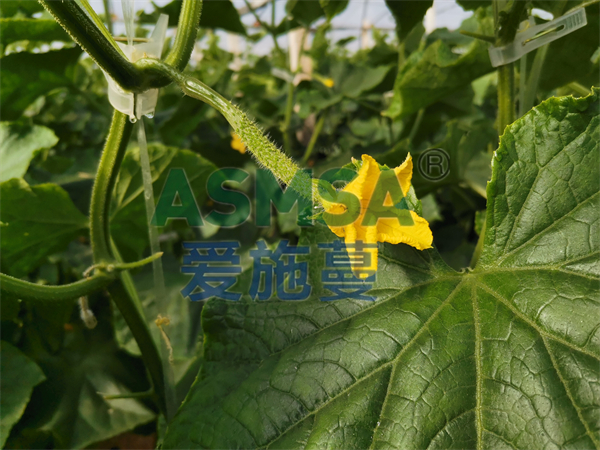 黃瓜施肥-愛施蔓蔓葉水溶肥
