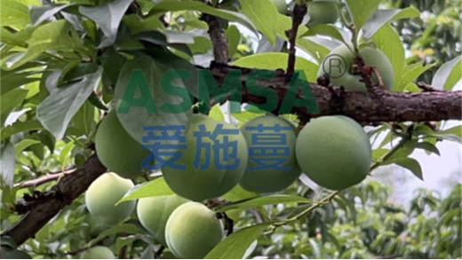 作物缺鈣的危害你知道哪些？