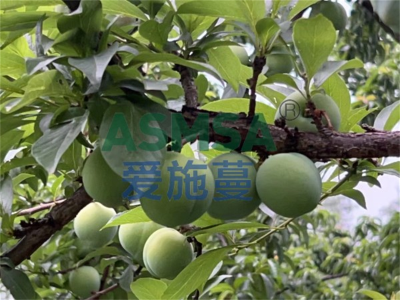 李子施肥-愛施蔓蔓葉水溶肥