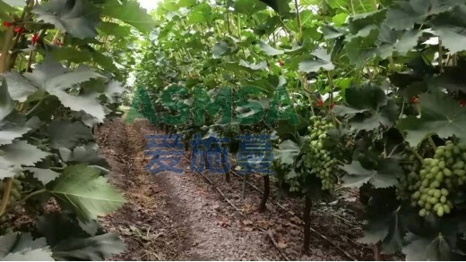 磷酸二氫鉀在農(nóng)業(yè)上的作用有哪些？