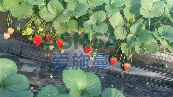 草莓施肥-愛(ài)施蔓蔓葉水溶肥