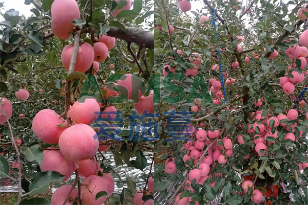 蘋果施肥-愛施蔓蔓葉水溶肥