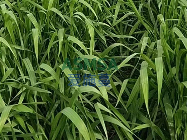 小麥?zhǔn)┓?愛施蔓蔓葉水溶肥