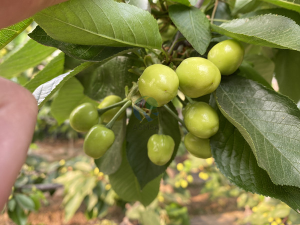 櫻桃使用愛施蔓蔓葉水溶肥