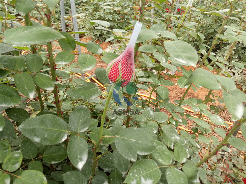 花卉-愛施蔓蔓葉水溶肥