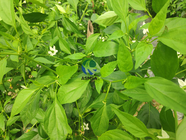 辣椒-愛施蔓蔓葉水溶肥