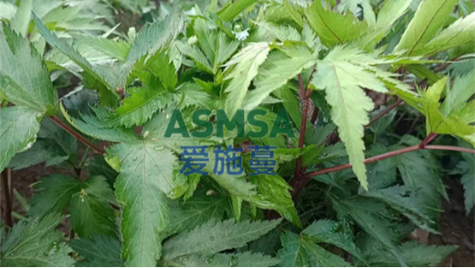 當歸種植使用葉面肥效果如何