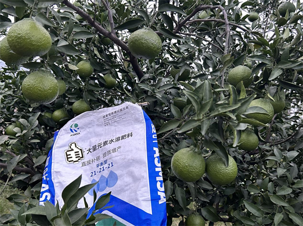 柑橘施肥-蔓葉顆粒水溶肥