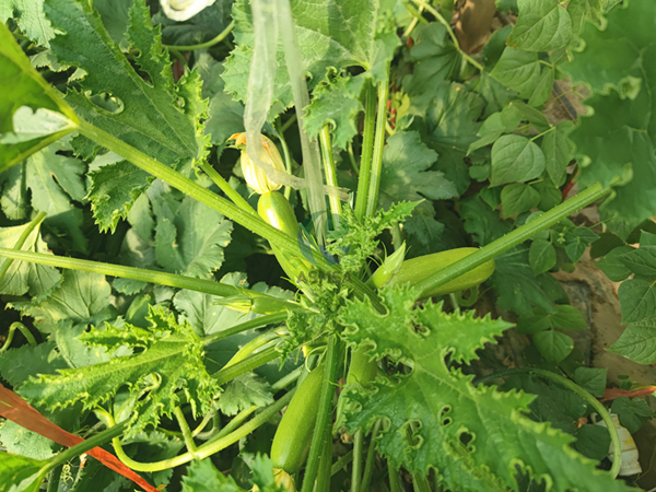 西葫蘆使用愛施蔓蔓葉水溶肥
