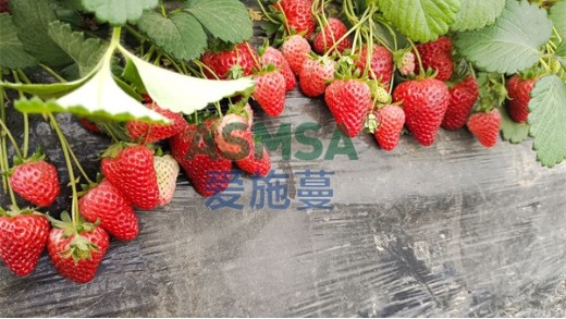 種草莓用什么肥料好