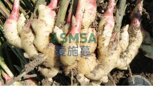 微生物菌劑如何選擇好用的