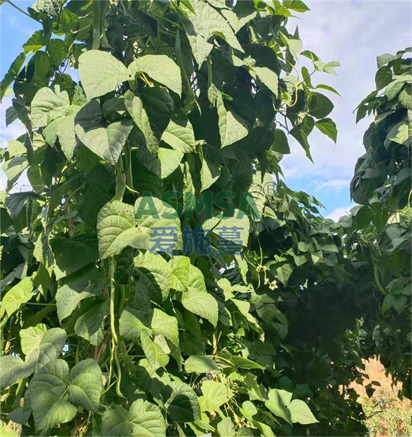 豆角施肥-愛施蔓蔓葉水溶肥