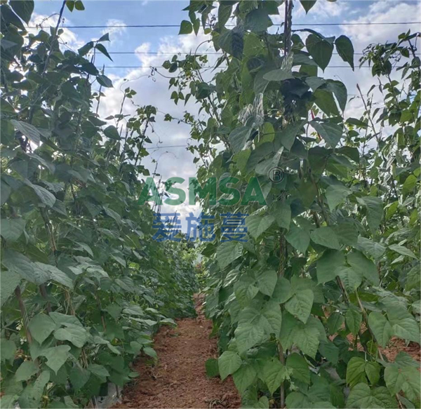 豆角施肥-愛施蔓蔓葉水溶肥
