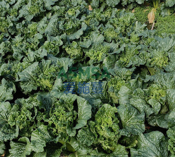 葉菜施肥-愛施蔓蔓葉水溶肥