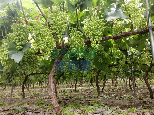 葡萄施肥-愛施蔓蔓葉水溶肥