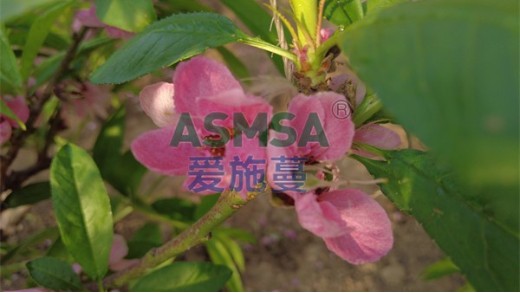 桃樹施什么肥料好？高產(chǎn)高質(zhì)不再是難題
