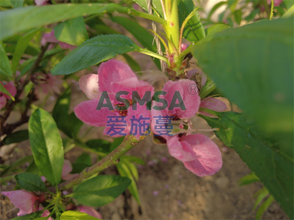 桃樹施肥-愛施蔓蔓葉水溶肥
