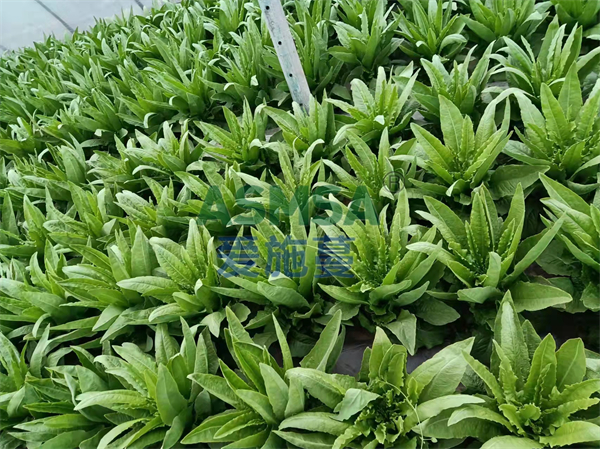 愛施蔓水溶肥到底怎么樣？高總告訴你