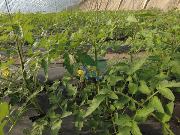番茄-愛施蔓蔓葉水溶肥