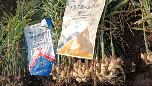 大姜種植：掌握水溶肥選用秘訣