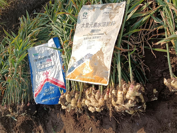 大姜種植—愛施蔓蔓葉水溶肥