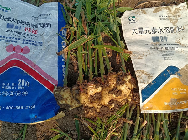 大姜種植—愛施蔓蔓葉水溶肥